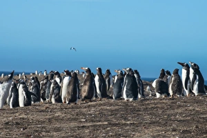 Flightless Bird Gallery: Long-tailed gentoo penguin colony (Pygoscelis papua), Saunders Island, Falklands