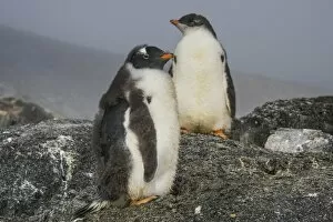 Flightless Bird Gallery: Long-tailed gentoo penguins (Pygoscelis papua), Gourdin Island, Antarctica, Polar Regions