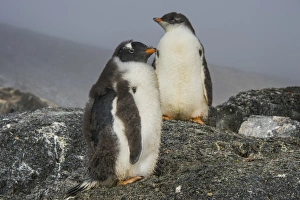 Flightless Bird Gallery: Long-tailed gentoo penguins (Pygoscelis papua), Gourdin Island, Antarctica, Polar Regions