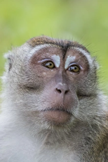 Malaysian Prints: Long-tailed macaque (Macaca fascicularis), Bako National Park, Sarawak, Borneo, Malaysia