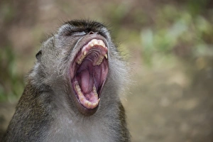 Long-tailed macaque (Macaca fascicularis), Bako National Park, Sarawak, Borneo, Malaysia