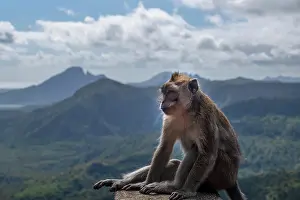 Macaque Prints: A long-tailed Macaque monkey (macaca fascicularis)
