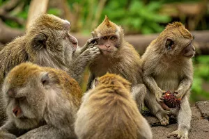 Bali Prints: Long tailed Macaque monkeys on roadside
