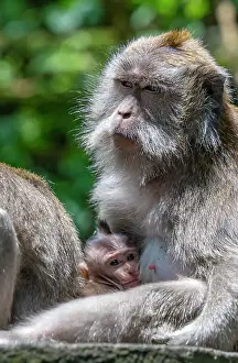 Bali Prints: Long tailed Macaque monkeys in Sacred Monkey Forest Sanctuary