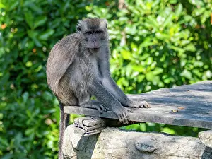 Macaque Prints: Long-tailed macaque sits on a platform in Labuk Bay Proboscis Monkey Sanctuary in Sabah