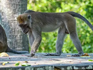 Primates Prints: Long-tailed macaques explore their surroundings at a sanctuary in Sabah