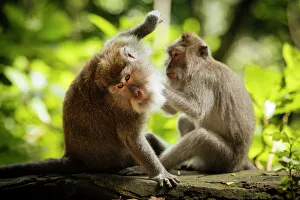 Animal Behavior Prints: Long Tailed Macaques, Monkey Forest Sanctuary, Ubud, Bali, Indonesia, Southeast Asia