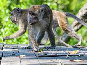 Primates Prints: Long-tailed macaques walk on wooden platform at sanctuary in Sabah Malaysia during daylight hours