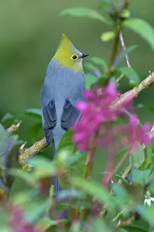 Rica Prints: Long-tailed Silky-flycatcher (Ptiliogonys caudatus), Costa Rica