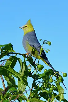 Rica Prints: Long-tailed Silky-flycatcher (Ptiliogonys caudatus), Costa Rica