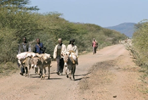Southern Highlands Prints: The long walk to the Saturday market at Sof Omar, Southern Highlands, Ethiopia, Africa