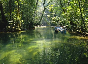 Longboats moored in creek amid rain forest Longboats moored in creek amid rain forest