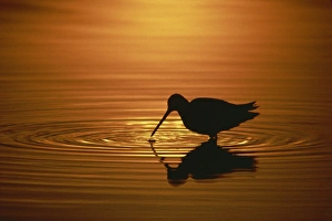 Longed-billed dowitcher, Salton Sea, California, United States of America, North America