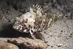Under Water Prints: Longfin grouper (Epinephelus quoyanus)