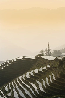 Guangxi Prints: Longsheng terraced ricefields, Guangxi Province, China, Asia