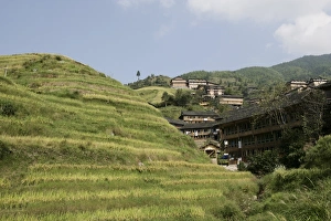 Guilin Prints: Longsheng terraced ricefields, Guilin, Guangxi Province, China, Asia