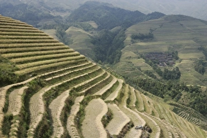 Longsheng terraced ricefields, Guilin, Guangxi Province, China, Asia