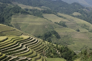 Longsheng terraced ricefields, Guilin, Guangxi Province, China, Asia