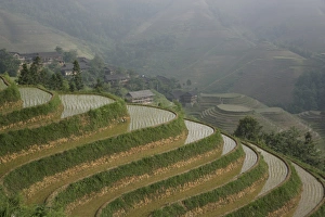 Longsheng terraced ricefields in June, Guangxi Province, China, Asia