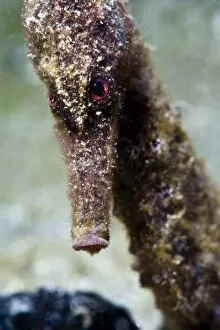 Longsnout seahorse (Hippocampus reidi), uncommon to Caribbean, grows to 2.5 to 4 inches, St