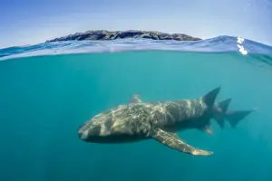 Kimberley Prints: Above and below look at a tawny nurse shark (Nebrius ferrugineus) swimming in Talbot Bay