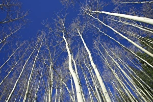 Birch Prints: Looking up at bare aspen trunks