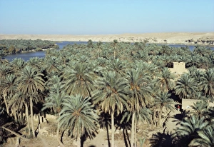 Palm Prints: Looking north to Qa lat Ana