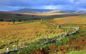 Nature Lovers Prints: Looking towards Pen-y-Fan, Brecon Beacons, Powys, Wales, United Kingdom, Europe
