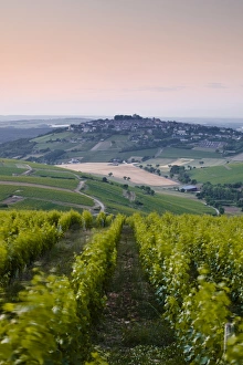 Vine Yard Prints: Looking down rows of vines towards the village of Sancerre