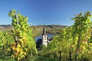 Riverside Prints: Loop of Moselle River and vineyards in autumn, Bremm, Rhineland-Palatinate, Germany