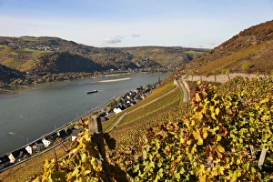 Rhine Valley Prints: Lorchhausen, Rhine Valley, Hesse, Germany, Europe
