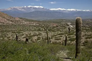 Cactaceae Prints: Los Cardones National Park (Valley of Cactus National Park), with Nevado Cachi snowcapped