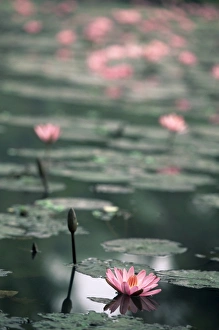 Lotus flower