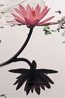 Blooming Prints: Lotus flower