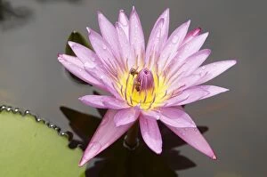 Images Dated 2nd February 2010: Lotus flower, Balata Garden, Martinique, French Overseas Department, Windward Islands
