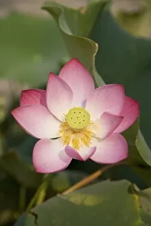 Images Dated 31st January 2000: Lotus flower, Beijing, China, Asia