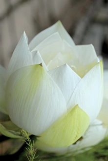 Images Dated 28th July 2007: Lotus flower, Hanoi, Vietnam, Indochina, Southeast Asia, Asia