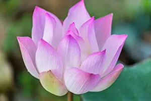 Cambodia Gallery: Lotus flower (Nelumbo nucifera) along the Tonle Sap River, Cambodia, Indochina, Southeast Asia, Asia