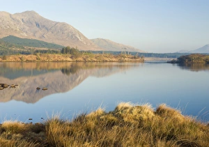 County Galway Prints: Lough Inagh at dawn, Connemara, County Galway, Connacht, Republic of Ireland, Europe