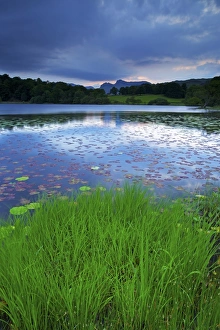 Lily Pad Prints: Loughrigg Tarn, Lake District National Park, Cumbria, England, United Kingdom, Europe