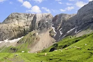 Lourdaise domestic cattle (Bos taurus) grazing pastureland at 2100m at the Cirque de Troumouse, Pyrenees National Park