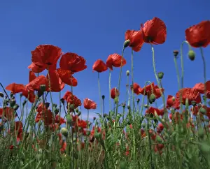 Poppies Prints: Low angle view close-up of red poppies in flower in a field in Cambridgeshire
