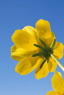Blue Background Prints: Low angle view of a desert sunflower