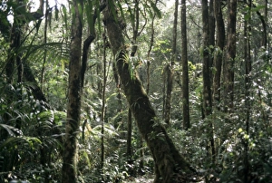 Kota Kinabalu Prints: Lowland dipterocarp forest