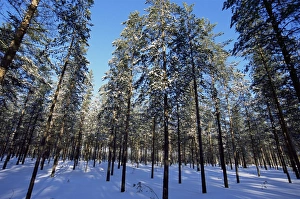 Images Dated 16th May 2006: Lulea, Lapland, Sweden, Scandinavia, Europe