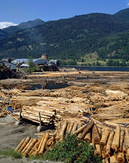 Logging Prints: Lumber mill near Chase, British Columbia, Canada, North America