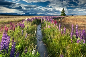 Uncultivated Prints: Lupin lined stream, near Lake Tekapo, Mackenzie Country, South Island, New Zealand
