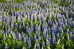 Botanical Collection: Lupine flowers, Reykjavik, Iceland, Polar Regions