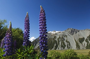 Lupins in flower below Aoraki (Mount Cook)