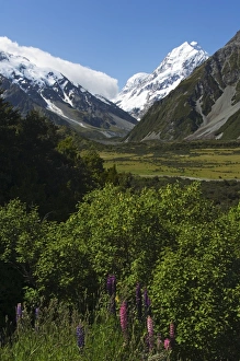 Lupins in flower below Aoraki (Mount Cook)